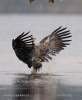 White-tailed Eagle