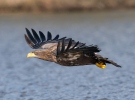 White-tailed Eagle