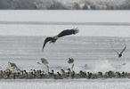 White-tailed Eagle