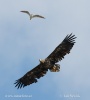 White-tailed Eagle