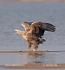 White-tailed Eagle