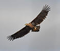 White-tailed Eagle
