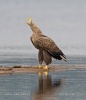 White-tailed Eagle