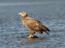 White-tailed Eagle