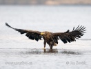 White-tailed Eagle