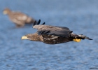 White-tailed Eagle