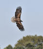 White-tailed Eagle