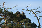 White-tailed Eagle