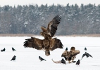 White-tailed Eagle