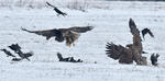 White-tailed Eagle