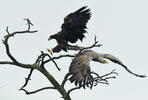 White-tailed Eagle