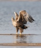 White-tailed Eagle