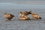 White-tailed Eagle