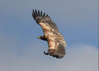 White-tailed Eagle