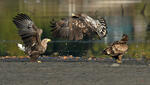 White-tailed Eagle