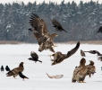 White-tailed Eagle