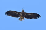 White-tailed Eagle