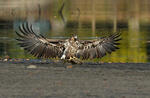 White-tailed Eagle