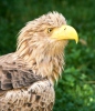 White-tailed Eagle