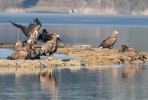 White-tailed Eagle