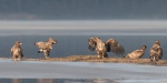 White-tailed Eagle