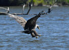 White-tailed Eagle