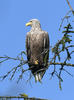 White-tailed Eagle