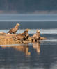 White-tailed Eagle