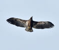 White-tailed Eagle