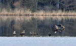 White-tailed Eagle