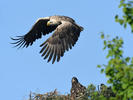 White-tailed Eagle