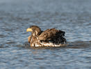 White-tailed Eagle