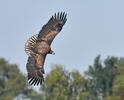 White-tailed Eagle