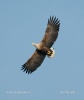 White-tailed Eagle