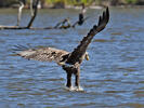 White-tailed Eagle