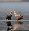 White-tailed Eagle