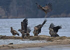 White-tailed Eagle