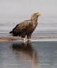 White-tailed Eagle