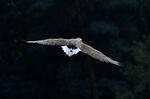 White-tailed Eagle