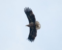 White-tailed Eagle