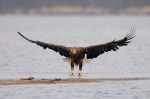 White-tailed Eagle