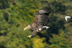 White-tailed Eagle