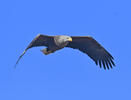 White-tailed Eagle