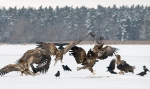 White-tailed Eagle