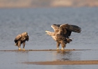 White-tailed Eagle