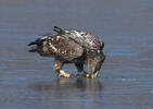 White-tailed Eagle