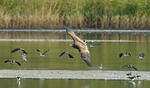 White-tailed Eagle