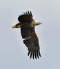 White-tailed Eagle