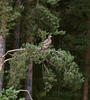 White-tailed Eagle