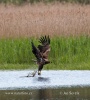 White-tailed Eagle